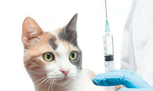 Вакцинація собак та котів: для чого вона потрібна? Консультація та нагадування про вакцинацію